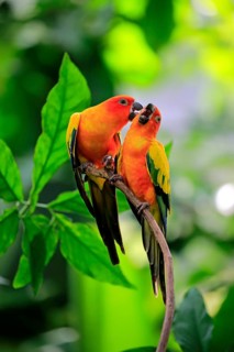 Sun Conure