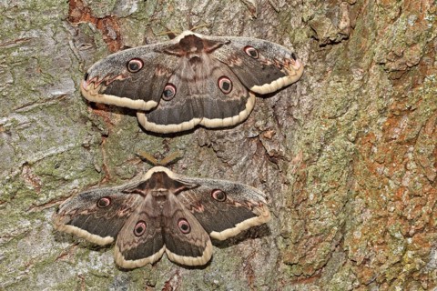 Viennese Moth Peacock