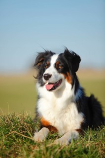Australian Shepherd