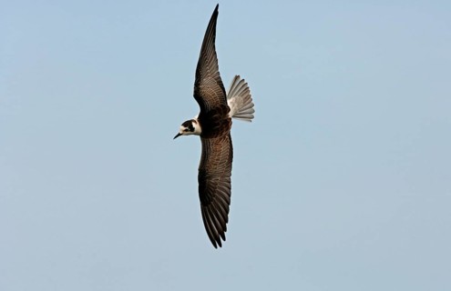 White-winged Black Tern