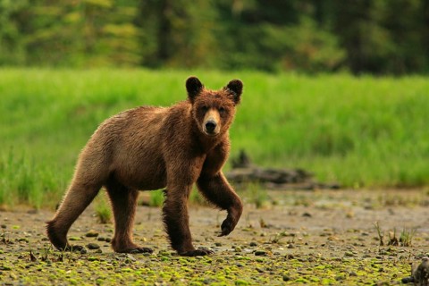 Grizzly bear