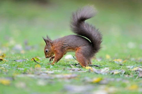 Eurasian red squirrel