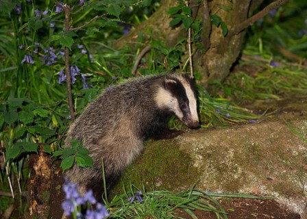Eurasian Badger