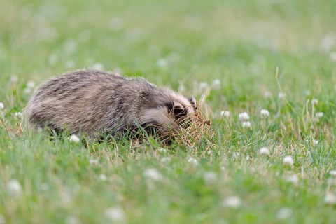 Eurasian Badger