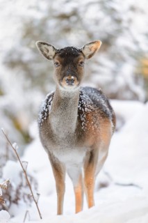 Fallow Deer