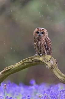 Tawny owl
