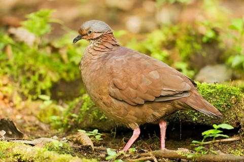 White-throated Quail-dove