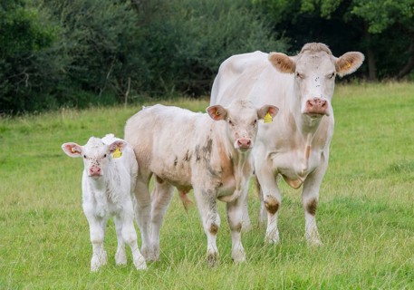 Domestic cattle