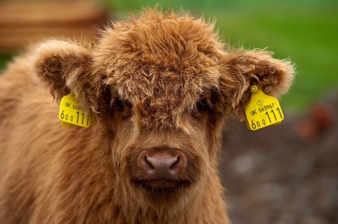 Highland Cattle