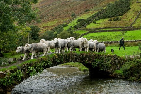 Domestic Sheep