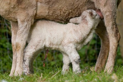 Domestic Sheep