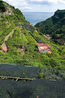 Lemon groves with some trees protected with nets against excessive sunlight and sunburn
