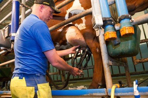 Dairy farmer in the milking parlour