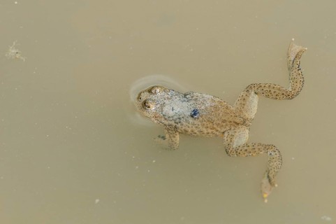 Yellow-bellied toad
