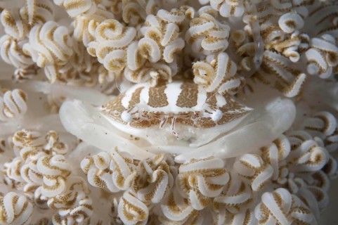 Porcelain Crab