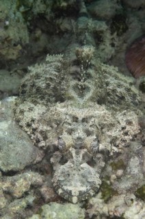 Brown-headed Flathead