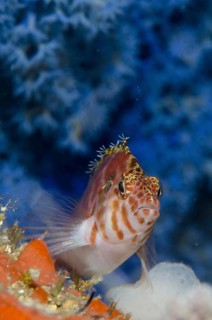 Common spotted hawkfish