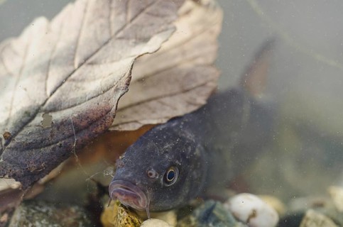 Tench