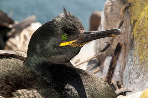 European Shag