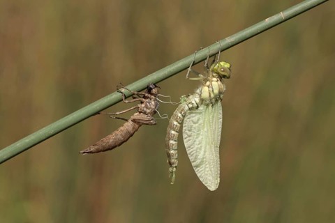 Southern hawkers