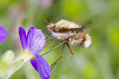 Common Bee-fly