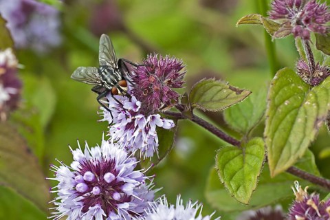 Flesh Fly