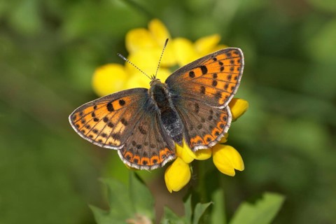 Purple-shot Copper