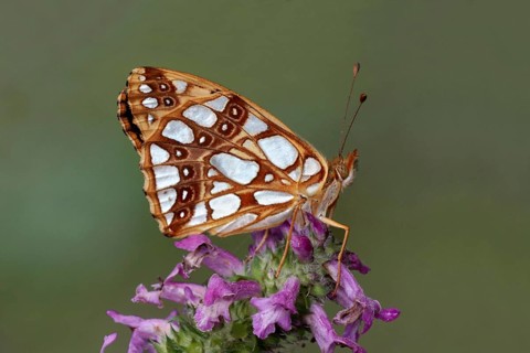 Queen of Spain Fritillary
