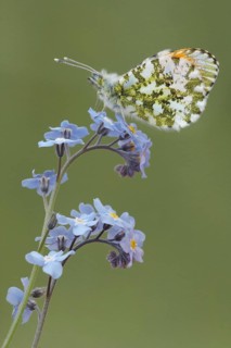 Orange tip