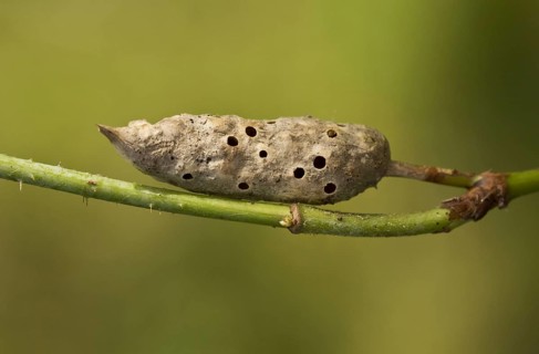 Bramble Stem Gall Wasp