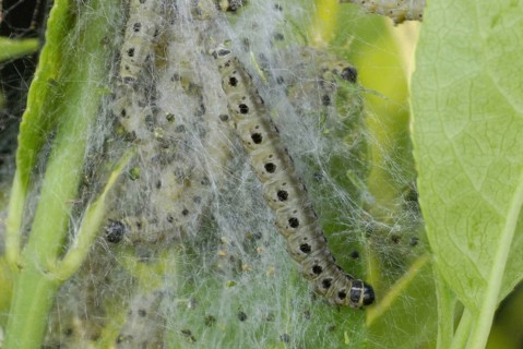 Spindle Ermine