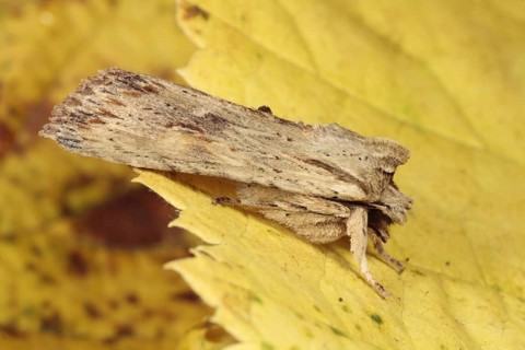Pale Pinion