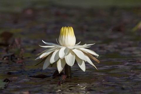 Lotus