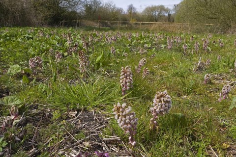 Common Butterbur