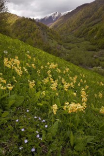 Large-leaved primrose