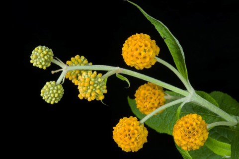 Ball butterfly bush