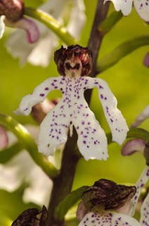 Lady Orchid