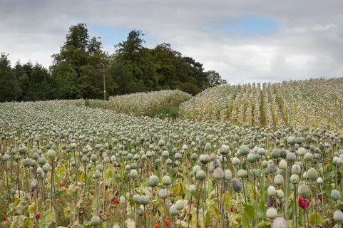Cultivation of opium poppy