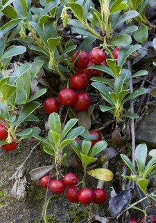Bearberry