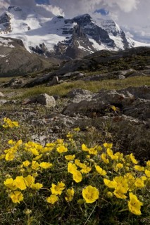 Snowy Cinquefoil