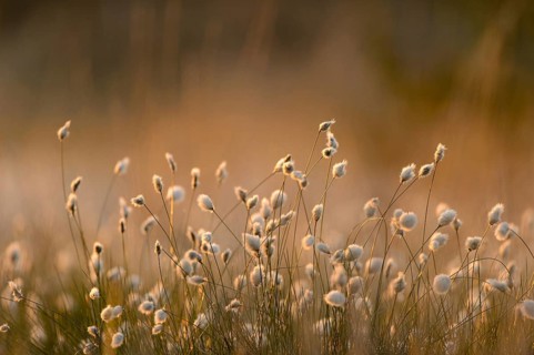 Common Cotton-grass