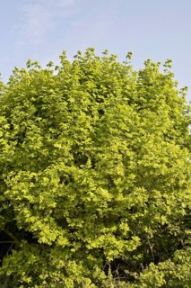 Field maple