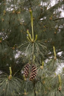 Old cones and leaves of the Bhutan Pine