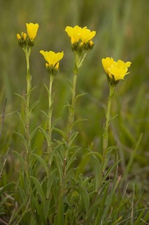 Yellow flax