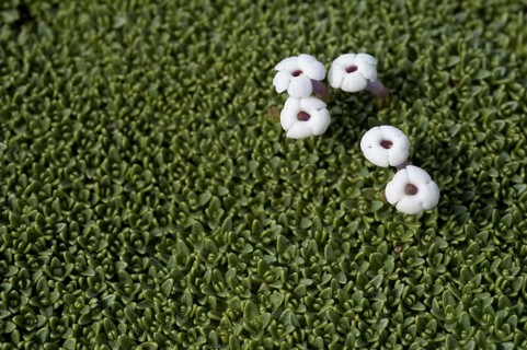 Flowering Benthamiella
