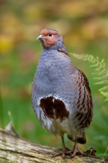 Partridge