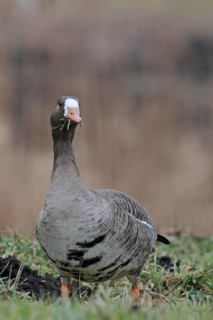 White-fronted Goose