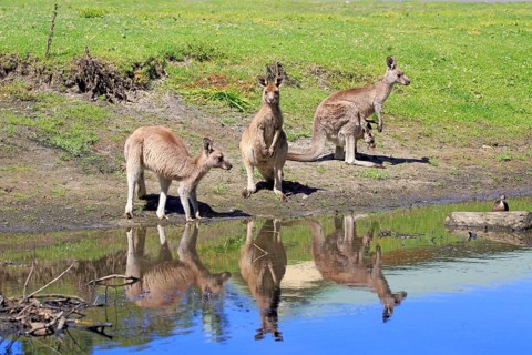 Eastern grey kangaroo