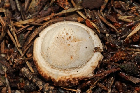 Pimpled Earth Star