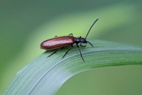Darkling beetle